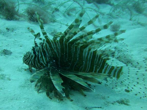 O sempre presente lion fish, durante mergulho em Playa del Carmen, no litoral do Yucatán, no México